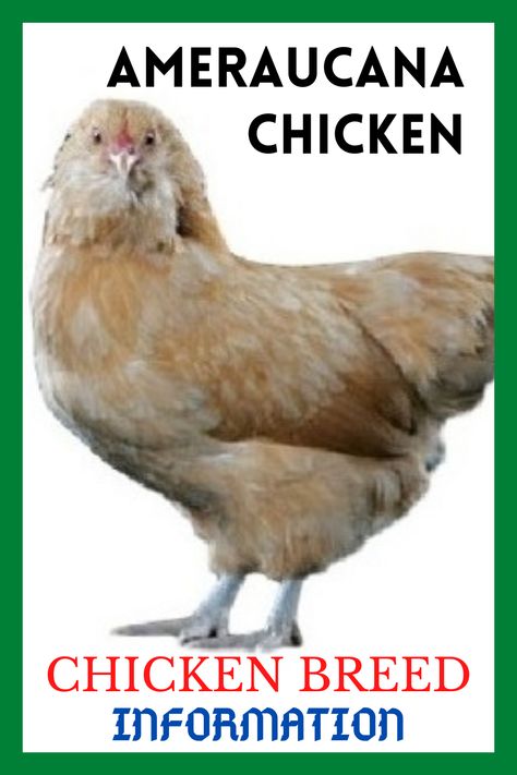 Ameraucana Chicken Colors, Ameracauna Chicken, Americauna Chickens, White Chicken Breeds, Breeding Chickens, Ameraucana Rooster, Americana Chickens, Araucana Chickens, Turkey Breeds