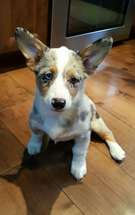 Corgi Aussie Mix Puppy. Augi. Growing into her ears. Aussie Corgi, Corgi Aussie Mix, Corgi Mix Puppies, Aussie Mix, Cutest Puppy Ever, Blue Heelers, Corgi Mix, Corgi Puppy, Bow Wow