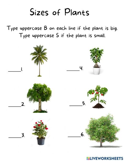 Parts Of The Plants Worksheets For Kindergarten, Energy Quiz, States Of Matter Worksheet, Plants Worksheets, Vertebrates And Invertebrates, Living And Nonliving, Worksheet For Kindergarten, Matter Worksheets, Healthy And Unhealthy Food