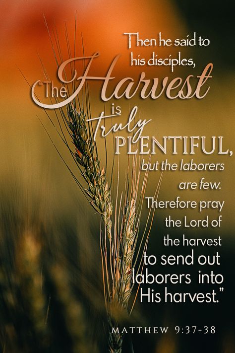 "… the harvest is truly PLENTIFUL, but…" Matthew 9:37-38 Thanksgiving Verses, Harvest Bible, Thanksgiving Bible Verses, Letter From Heaven, Scripture Images, Prays The Lord, Jesus Teachings, Best Bible Verses, Beautiful Bible Verses