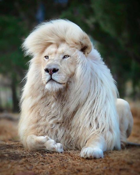 Lions Photos, Albino Animals, Lion Images, Big Cats Art, Lion Pictures, List Of Animals, White Lion, Rare Animals, Majestic Animals