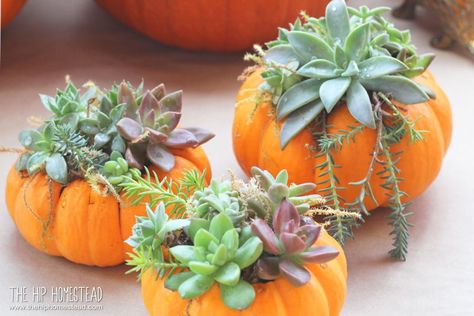 These Mini Succulent Pumpkin Planters are such a fun and easy craft idea to get you in the mood for fall.  They are great for centerpieces on a Thanksgiving tab… Pumpkin Planters, Mason Jar Succulents, Succulent Pumpkin, Pumpkin Planter, Fall Mantle, Plant Crafts, Colorful Succulents, Fall Table Settings, Mini Succulents