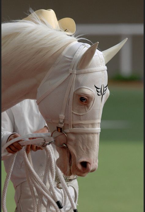 Ahal Teke, Filmy Vintage, Equestrian Aesthetic, Horse Aesthetic, Cat Photos, Visual Culture, Pretty Animals, Hobby Horse, Cute Horses