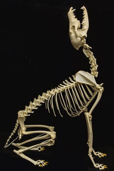 Animal Skeleton Reference, Animal Skeleton Anatomy, Skeletal Animals, Coyote Skeleton, Ancient Serpent, Animal Skeleton, Anatomy Bones, Skull Reference, Skeleton Anatomy