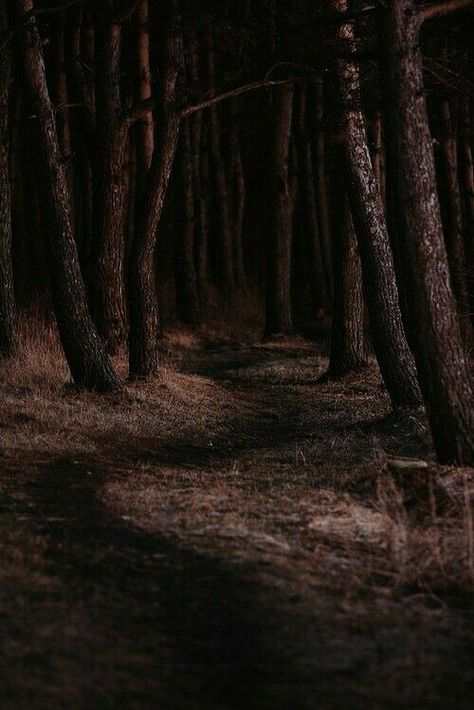 Dark Brown Forest Aesthetic, Very Dark Brown Aesthetic, Brown Woods Aesthetic, Brown Forest Aesthetic, Deep Brown Aesthetic, Dark Brown Aesthetic, Brown Eyes Aesthetic, Brown Forest, Forest Brown