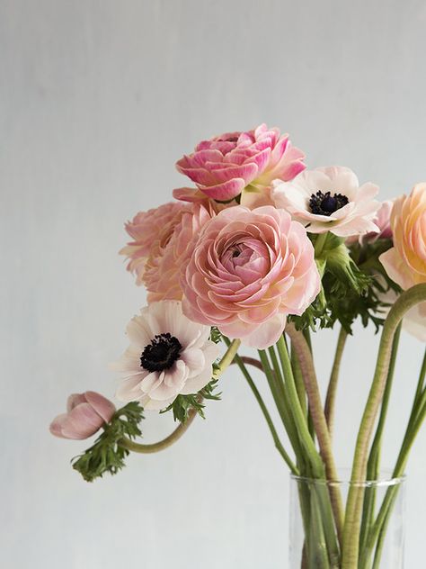 simply-beautiful-world:  ❥‿↗⁀simply-beautiful-world Deco Floral, Arte Floral, Ranunculus, Beautiful Blooms, Anemone, Love Flowers, Pretty Flowers, Fresh Flowers, Dahlia