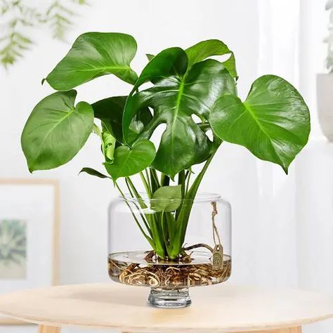 Propagating Monstera in Water | How to Grow Monstera in Water Survivor Kit, Water Centerpieces, Water Plants Indoor, Plants Grown In Water, Tanaman Air, Succulent Landscape Design, Indoor Water Garden, Succulent Landscaping, Best Indoor Plants