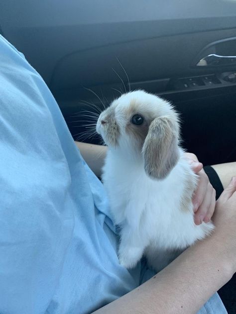 Rabbits, White