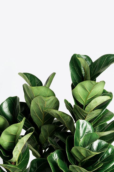 Fiddle-leaf fig plant on an off white background | premium image by rawpixel.com / Jira Aesthetic Plant Photos, Post Background, Botanical Aesthetic, Aesthetic Plant, Off White Background, Fig Plant, Tropical Flower Plants, Plant Background, Ficus Lyrata