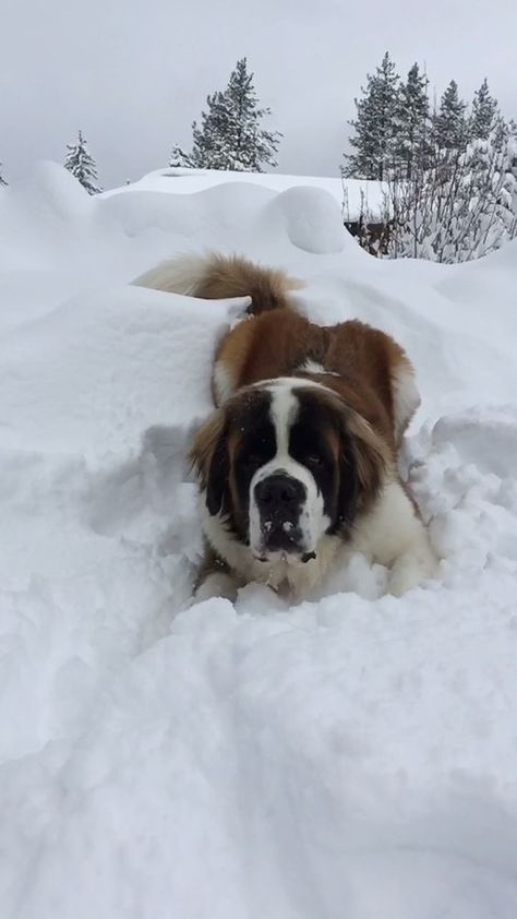 14 Pictures of St. Bernards That'll Give You An Extra Boost Of Serotonin | Page 2 of 4 | PetPress St Bernard Puppy, St Bernard Dogs, Bernard Dog, St Bernard, Puppy Breeds, Taffy, Cute Dogs And Puppies, Jolie Photo, Beautiful Dogs