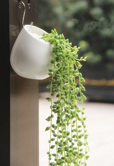 Green Ceiling, Wall Plant Holder, Wall Planters Indoor, Cactus Plant Pots, Hanging Wall Planters, Wall Mounted Planters, Camper Remodel, Herb Planters, Succulents Indoor