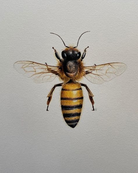 CB-H | Illustration’s Instagram photo: “Custom Drawing | Bee Graphite, pencil and ink on Canson . . . . #bee #honey #insect #insectart #animals #pet #art #artwork #artofinstagram…” Honey Drawing, Honey Bee Illustration, Honey Bee Drawing, Honey Bee Photos, Xmas Projects, Shinrin Yoku, Bee Drawing, Bee Illustration, Random Crafts