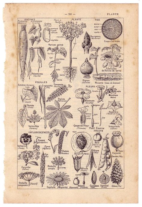 Flora Vintage Illustration, Vintage Plant Drawing, Scientific Plant Illustration, Scientific Drawings Of Plants, Vintage Diagram Illustration, Nature Diagram, Vintage Plant Prints, Scientific Illustration Tattoo, Botanical Diagram