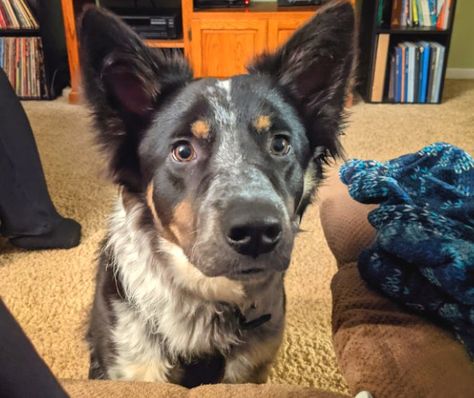 Cooper the Border Collie, Blue Heeler Mix ~ DogPerDay ~ Cute puppy pictures, dog photos, cute videos, holistic pet care Blue Heeler Border Collie Mix Dogs, Border Heeler, Texas Heeler, Ranch Dogs, Dog Aesthetics, Cowboy Corgi, Austrailian Cattle Dog, Blue Heeler Puppies, Holistic Pet Care