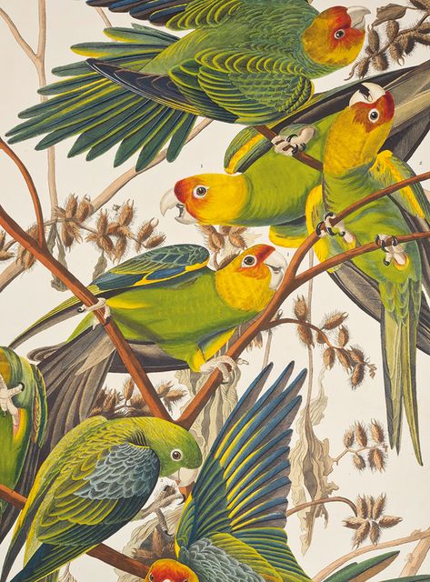 Audubon Prints, Audubon Birds, Parrots Art, James Audubon, Birds Of America, Jeff Koons, John James Audubon, Textured Canvas Art, Vintage Birds