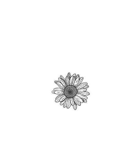 White Background, Sunflower, Daisy, Black And White, White, Black