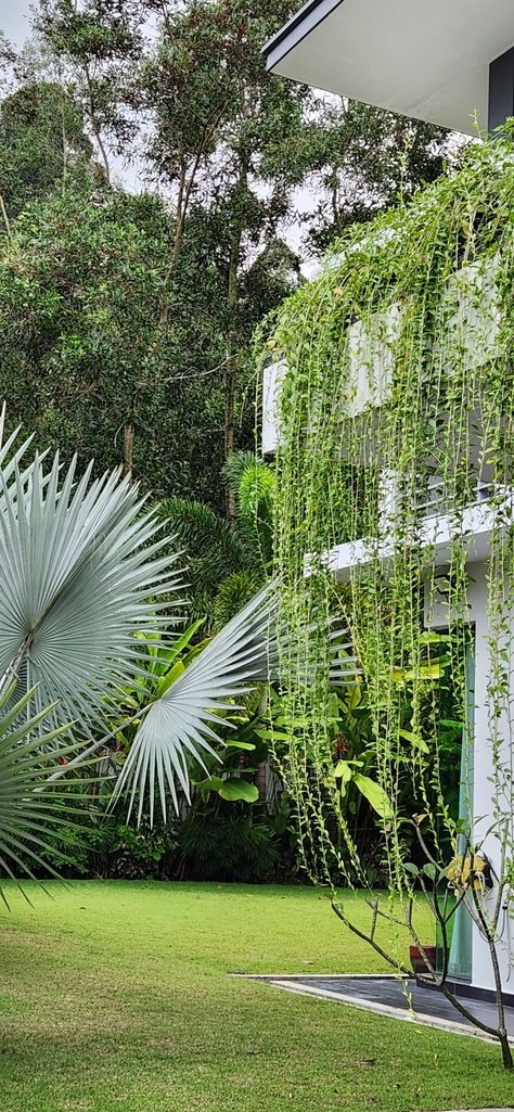 Vernonia Elliptica Vernonia Elliptica, Tropical Home, Tropical Houses