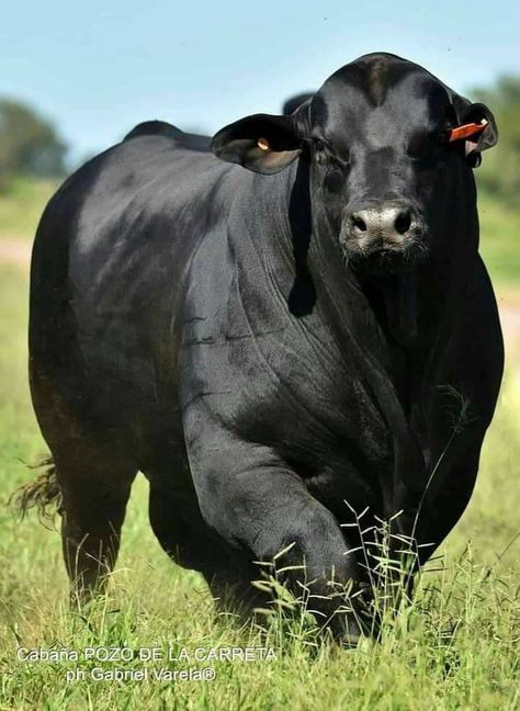 Holstein Bull, Angus Bull, Wild Horses Photography, Exotic Mammals, Bull Cow, Farm Living, Cow Pictures, Beef Cattle