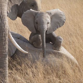 Elephant Love, Cute Creatures, Sweet Animals, Animal Planet, Nature Animals, Baby Elephant, Animals Friends, Beautiful Creatures