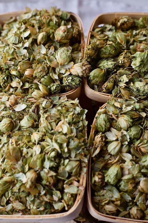 The Lure and Lore of HOPS: The 2018 Herb of the Year | Herbal Academy | In this post you'll find information about cultivating and harvesting hops as well as some interesting lure and lore about this year’s Herb of the Year. Harvesting Hops, Natural Remedies For Headaches, Remedies For Headaches, Herbal Academy, Organic Molecules, For Headaches, Harvesting Herbs, Natural Headache Remedies, Bulk Herbs