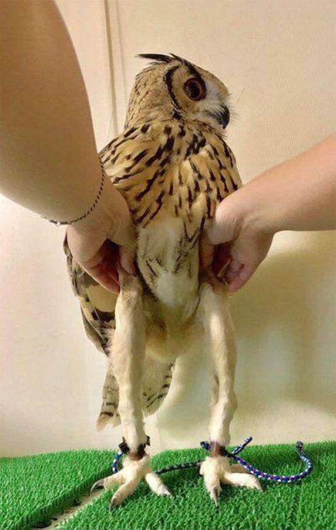 The Actual Length of Owl Legs Will Never Stop Being Funny Owl Legs, Funny Owls, Owl Pictures, Owl Art, Cute Owl, Birds Of Prey, 귀여운 동물, Cute Funny Animals, Long Legs