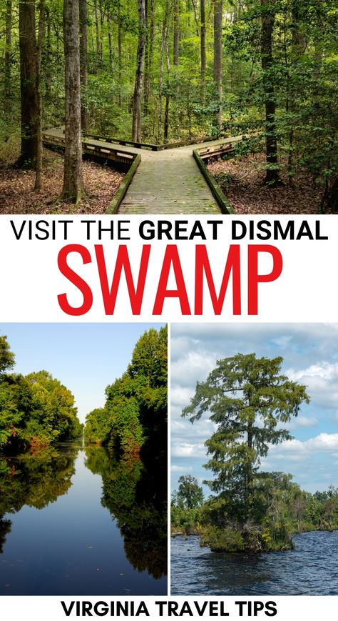 Great Dismal Swamp North Carolina, Great Dismal Swamp Virginia, Great Dismal Swamp, Dismal Swamp, 2023 Board, Swamp Tours, Vacation 2023, Virginia Travel, Raleigh North Carolina