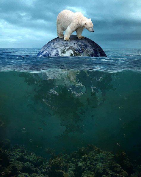 Where do I live now????? Save The Arctic, Polar Bear Art, Photoshop Art, Ap Art, Bear Art, Save Earth, Ads Creative, 영감을 주는 캐릭터, Environmental Art