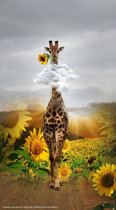 Giraffe Quotes, Giraffe Pictures, Sunflower Pictures, Giraffe Art, Sunflower Art, Sunflower Painting, Giraffes, Diamond Art, Spirit Animal