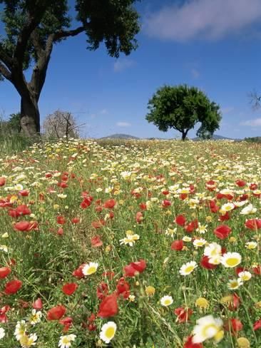 John Miller, Design Garden, Majorca, Spring Flowers, Photographic Print, Garden Design, Flowers, Design, Art