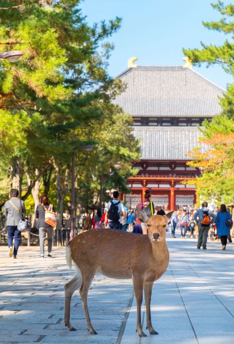 Nara Park | Nara | Kansai | Travel Japan - Japan National Tourism Organization (JNTO) Nara Park Japan, Vacation 2025, Nara Park, Tokyo Vacation, Japan Temple, Tokyo Japan Travel, Nara Japan, Travel Japan, Destinations Travel