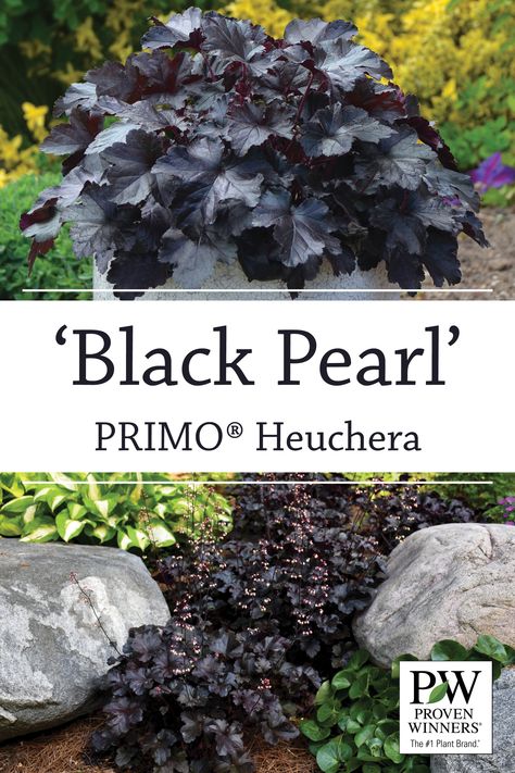 Black Pearl Heuchera, Black Pearl Coral Bells, Heuchera Black Pearl, Plants With Black Leaves, Black Leaf Plants, Black Foliage Plants, Black Shrubs, Black Heuchera, Black And White Garden Ideas