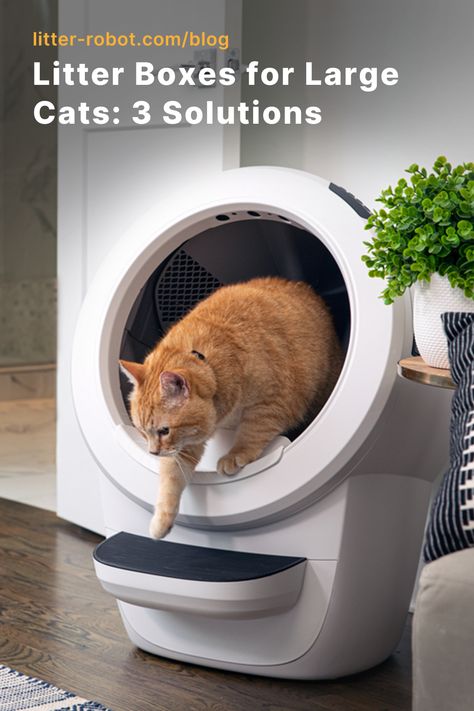 It’s no secret that cats are picky about their litter boxes. Never fear! We have narrowed down the most important things to consider when looking for litter boxes for large cats. Read this blog to learn our top tips. Best Litter Box, Litter Tracking, Automatic Litter Box, Litter Robot, Self Cleaning Litter Box, Best Cat Litter, Cleaning Litter Box, Cat Parenting, Cat Facts