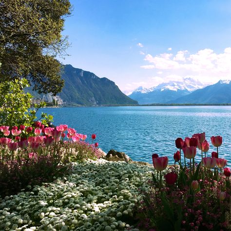 Tulips Garden Aesthetic, Switzerland Flowers, Lake With Flowers, Tulip Landscape, Open Tulips, Bubble Veil, Spring Landscape Photography, Switzerland Wallpaper, Woodland Cottage