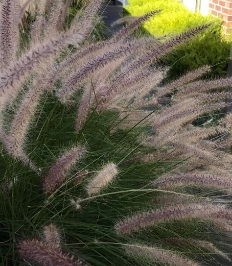 Pennisetum 'Nafray®' - Hello Hello Plants Foxtail Grass, Pennisetum Setaceum, Perennial Grasses, Ornamental Grass, Fountain Grass, Reddish Purple, Fox Tail, End Of Winter, Plant Supplies