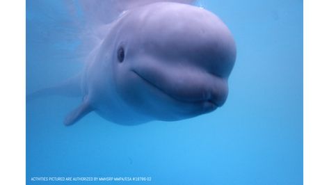 Underwater Dogs, Freezing Water, Beluga Whales, Beluga Whale, Underwater Creatures, Marine Biology, Marine Animals, Mermaid Art, Cute Animal Photos