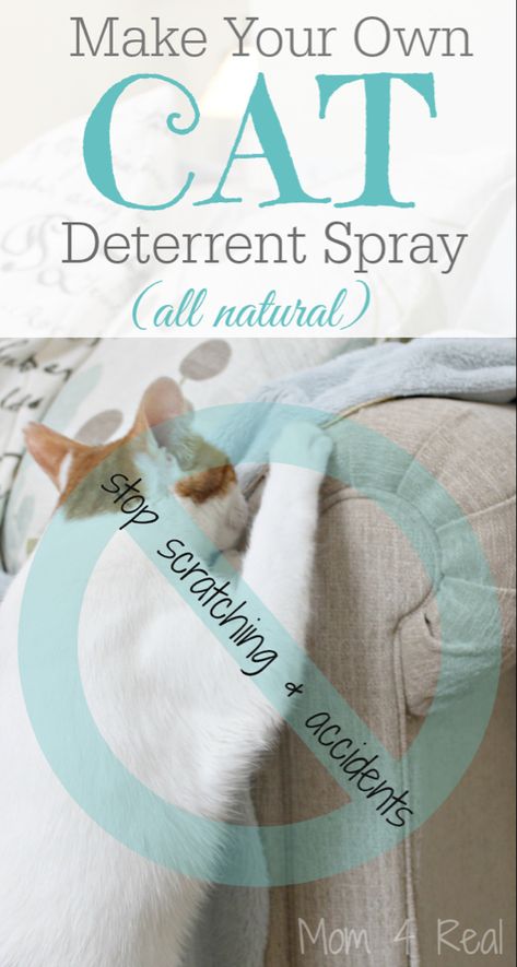 Diy Jouet Pour Chat, Cat Deterrent Spray, Katt Diy, Cat Deterrent, Kat Diy, Dental Assisting, Chat Diy, Cat Repellant, Cat Pee