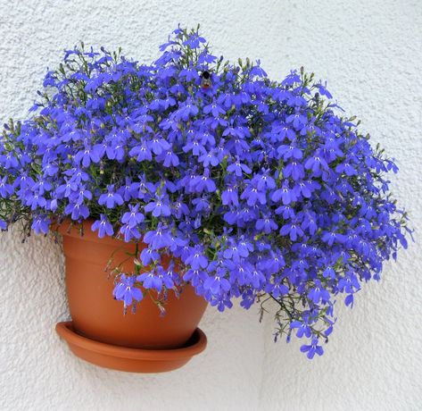 Blue Flowering Plants Perennials, Lobelia Herb Benefits, Small Garden Corner, Lobelia Erinus Plants, Great Blue Lobelia Plants, Lobelia Hanging Basket, Lobelia Laxiflora, Lobelia Flowers, Blue Lobelia