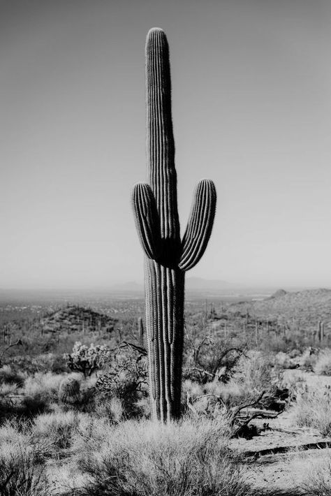 Black And White Desert Aesthetic, Black And White Cactus Wallpaper, Western Black And White Wallpaper, Black And White Country Wallpaper, Black And White Aesthetic Country, Western Aesthetic Black And White, Black And White Western Photography, Black And White Country Aesthetic, Black Western Aesthetic