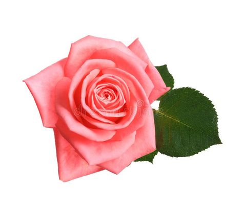 Beautiful blooming pink rose on white background. Top view royalty free stock photo Rose Top View, View Image, Top View, Pink Rose, White Background, Royalty Free Stock Photos, Royalty, Royalty Free, Stock Images