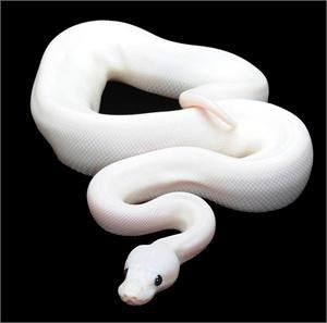 White Ball Python, Animal Pfp Funny, Pet Python, Snakes Pet, Baby Ball Python, Cute Animal Pfp, White Python, Animal Pfp, Python Regius