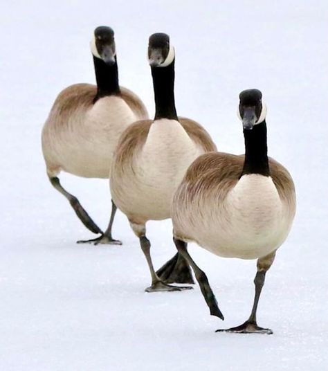 Canadian Geese stopping in Iowa, USA 24-2-22 photgraph by Rocco Cafagna Canadian Geese Funny, Canadian Geese, Canada Geese, Snow Goose, Canadian Goose, Young Forever, Pet Rats, Pictures To Paint, Bird Art