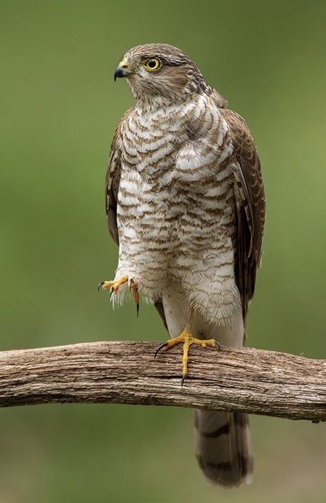 Fastest Bird, White Tailed Eagle, Hawk Eagle, Winning Lottery Numbers, Sparrowhawk, Wild Creatures, Wildlife Animals, Colorful Birds, Bird Garden