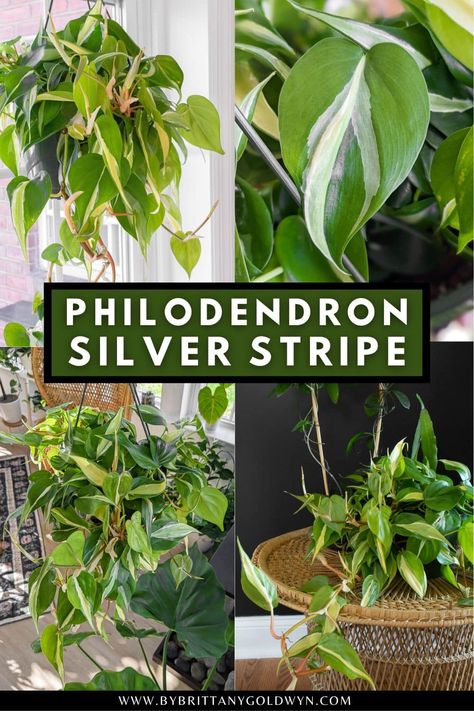 Silver Philodendron, Philodendron Silver Stripe, Snake Plant Decor, Wishlist Plants, Winter Flower Arrangements, Lucky Plant, Plant Wishlist, Plant People, Plant Benefits