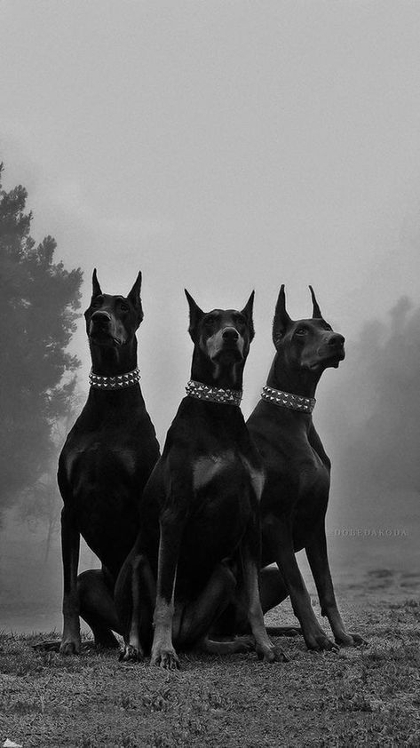 Doberman, Dogs, Black