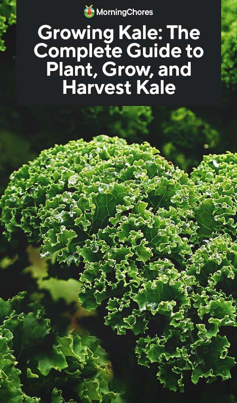 Growing Kale: The Complete Guide to Plant, Grow, and Harvest Kale Planting Kale, How To Harvest Kale, Kale Companion Plants, Harvest Kale, Vegetable Gardening Ideas, Grow Kale, Harvesting Kale, Vegetables Growing, Growing Kale