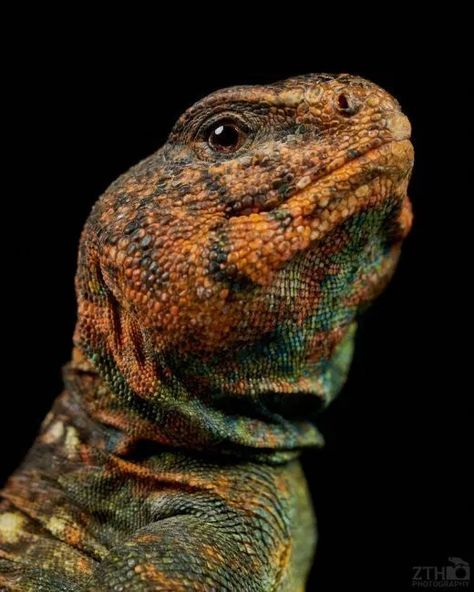 Reptile art prints by ZTH Photography - uromastyx Uromastyx Lizard, Reptile Room, Human Babies, Interesting Animals, Awesome Animals, Reptiles And Amphibians, Mad Scientist, African Animals, African American Art