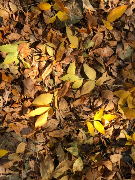 Crunching leaves. Leaf Pile, Crunchy Leaves, I Hate Love, Natural Patterns, Light Academia, Patterns In Nature, Collage, Quick Saves, Nature