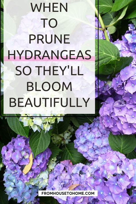 Hydrangea blooms are spectacular, but if you want the best show of flowers, it's important to prune them correctly. Learn everything you need to know about pruning Hydrangeas so the bushes produce spectacular blooms in your garden. Propagate Lilac Bush From Cuttings, Pruning Hydrangeas When To, How To Prune Hydrangeas, How To Prune Hydrangeas In The Fall, Pruning Geraniums, Hydrangea Pruning, Hydrangea Plant Care, Prune Hydrangeas, When To Prune Hydrangeas