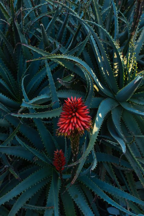 Download this photo by Mitchell Luo on Unsplash Types Of Aloe Plants, Aloe Plants, Flowering Succulents, Where The Magic Happens, Virtual Flowers, Biodegradable Glitter, Aloe Plant, Aloe Vera Plant, Earthy Scent