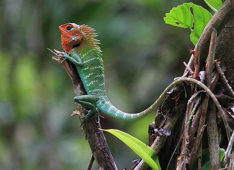 "The green garden lizard is a common urban resident." Sri Lankan Wildlife; www.bradtguides.com Garden Lizard, Reptile Terrarium, Asian Elephant, Beautiful Dragon, Little Critter, Green Forest, Reptiles And Amphibians, Green Garden, Lizards